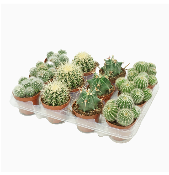 Kaktus mix F00001433