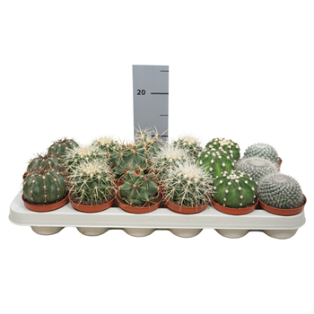 Kaktus mix F00002648
