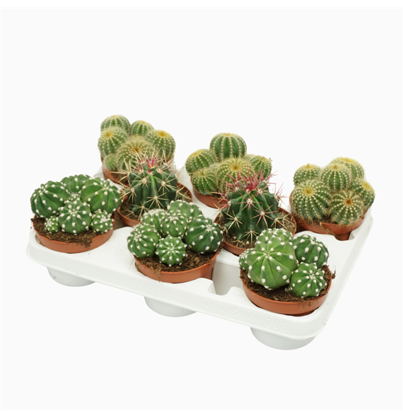 Kaktus mix F00001436