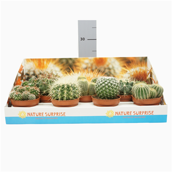 Kaktus mix F00002649