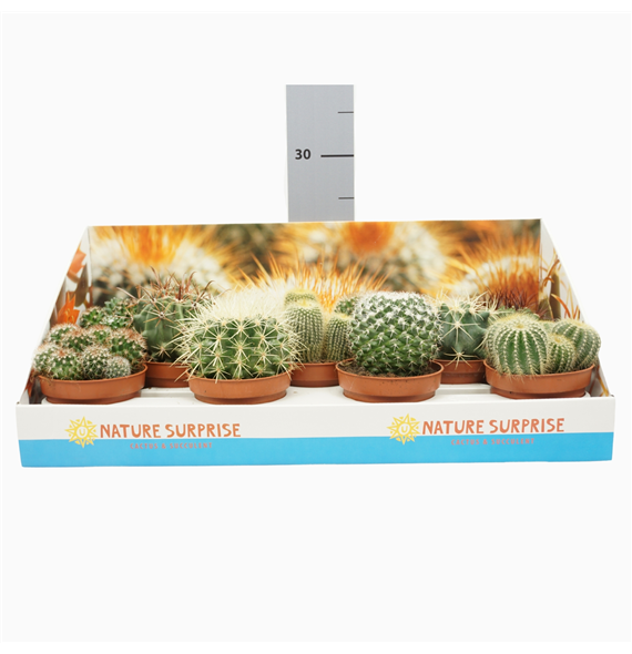 Kaktus mix F00002649