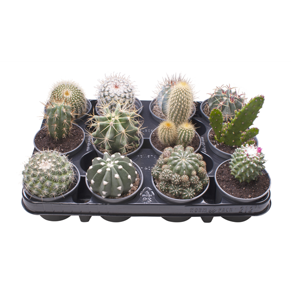 Kaktus mix F00000912