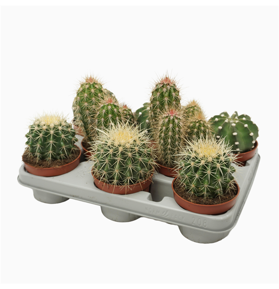 Kaktus mix F00001414