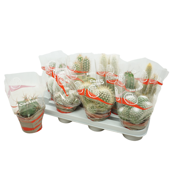 Kaktus mix F00001415