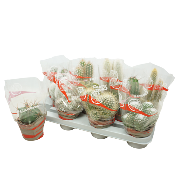 Kaktus mix F00001415
