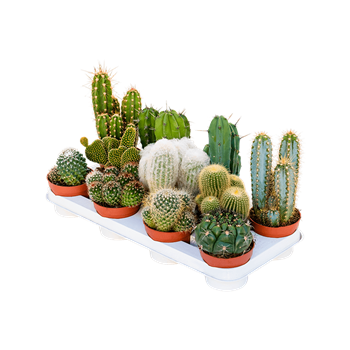 Kaktus mix 11/tray 4CAMIKK11