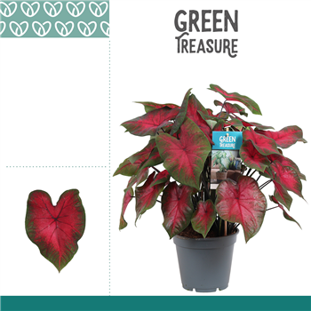 Caladium F00000832
