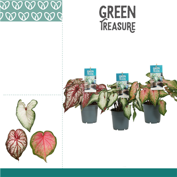 Caladium mix F00000827