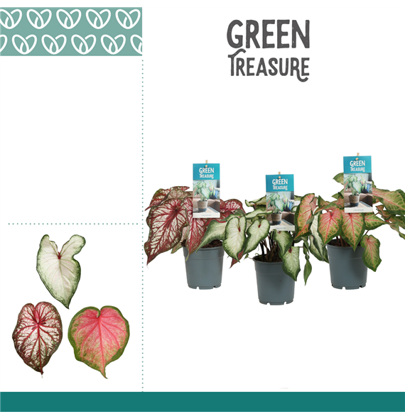 Caladium mix F00000827