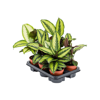 Kalateja 'Beauty Star' 6/tray 4CALBBP06
