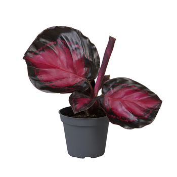 Kalateja Crimson F00000907