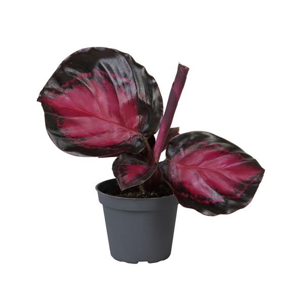 Kalateja Crimson F00000907