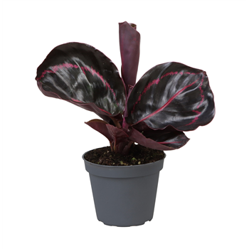 Kalateja Dottie F00000908