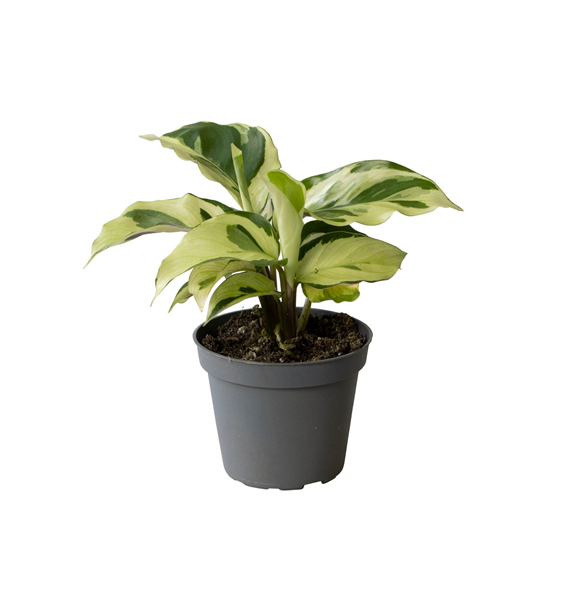 Kalateja Yellow Miracle F00000945