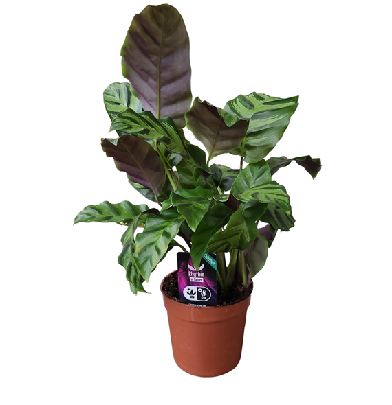 Kalateja lietzei 'Greenstar' F00004443