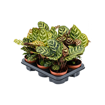 Kalateja makoyana 6/tray 4CALMBP12