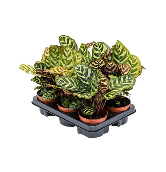 Kalateja makoyana 6/tray 4CALMBP12