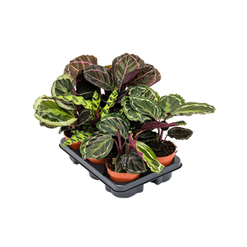 Kalateja mix 6/tray 4CALMBP09