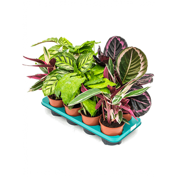 Kalateja mix 8/tray 4CALMBP14
