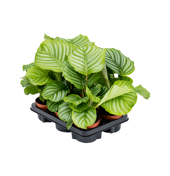 Kalateja orbifolia 6/tray 4CALOBP12