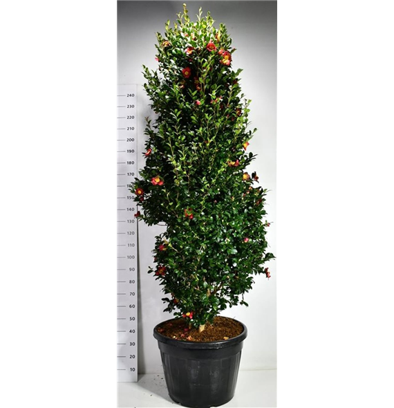Camellia vernalis 'Yuletide' F00006525