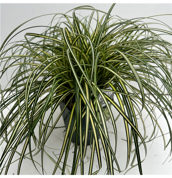 Carex Moon Falls F00005354