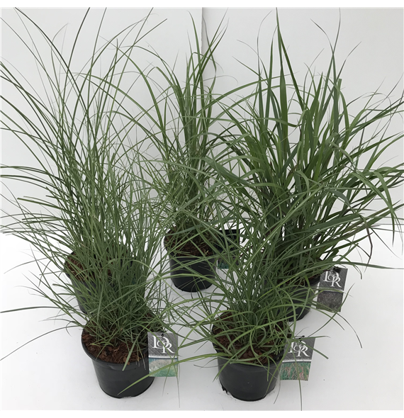 Carex mix F00003997