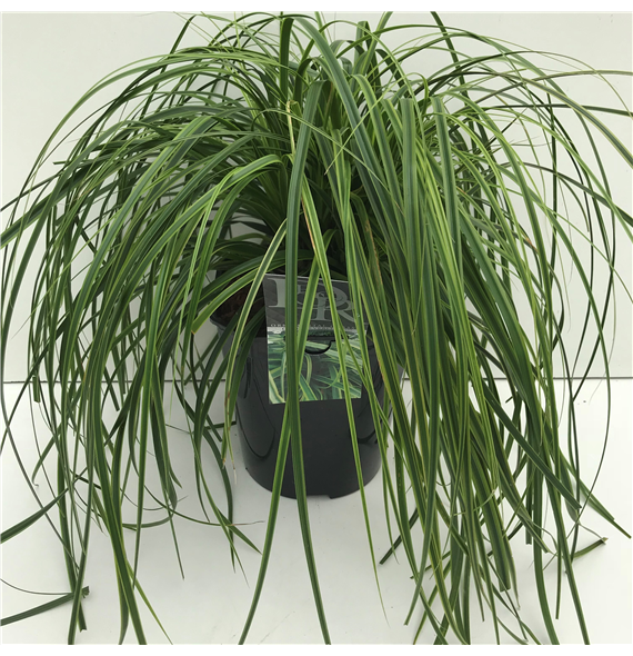 Carex oshimensis 'Everlime' F00003995