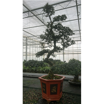 Carmona retusa 'macrophylla' F00007618