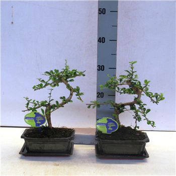 Carmona retusa Bonsaj F00002152