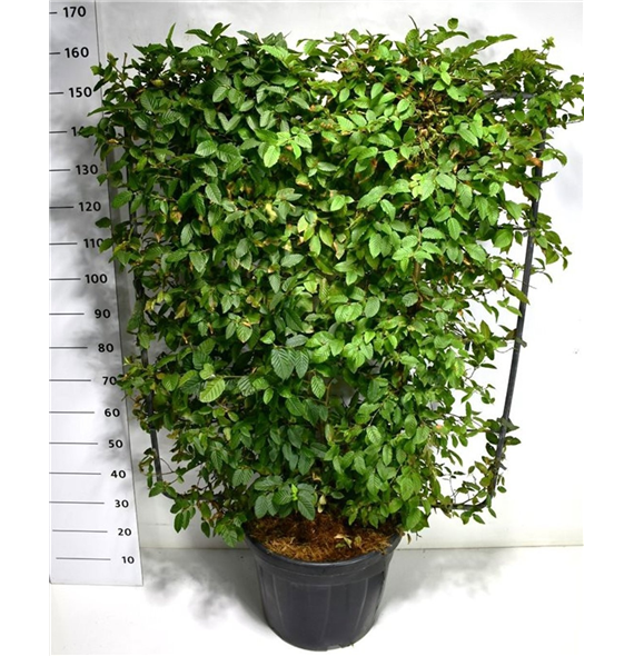 Carpinus betulus F00005953