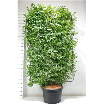 Carpinus betulus F00005952