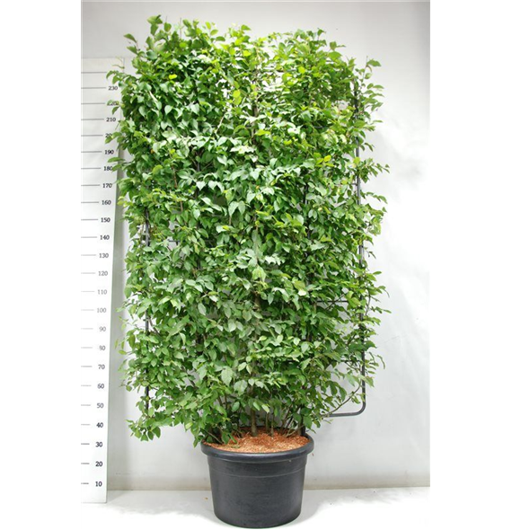 Carpinus betulus F00005952
