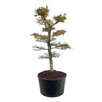 Carpinus betulus F00007150