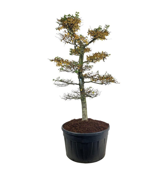 Carpinus betulus F00007150
