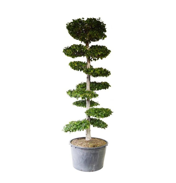 Carpinus betulus F00007151