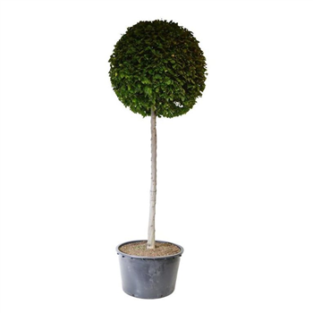 Carpinus betulus F00007253