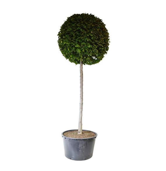 Carpinus betulus F00007253