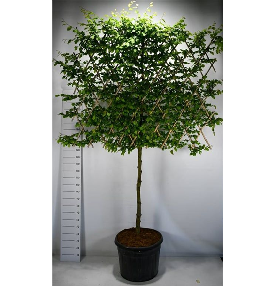 Carpinus betulus F00006125
