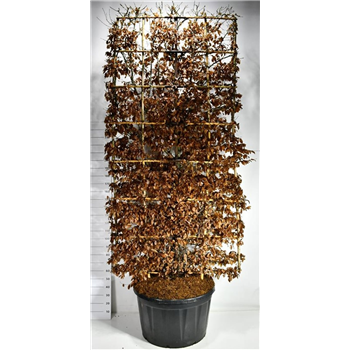 Carpinus betulus F00006556