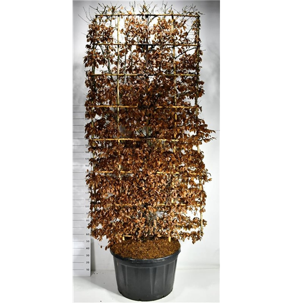 Carpinus betulus F00006556