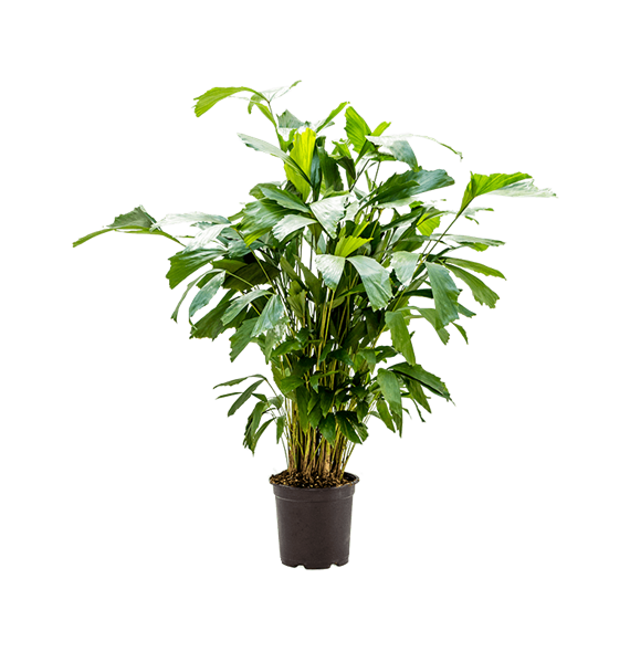 Caryota mitis 4CAMIBU63