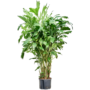 Caryota mitis 1CAMITU26