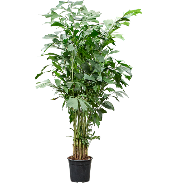 Caryota mitis 4CAMIBU71