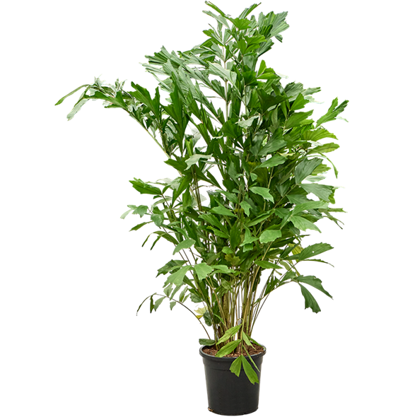 Caryota mitis 4CAMIBU64