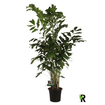 Caryota mitis F00004914