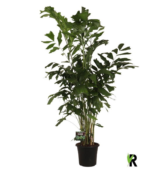 Caryota mitis F00004914