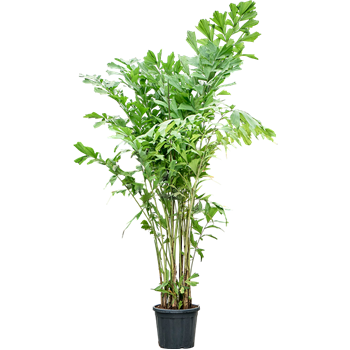 Caryota mitis 4CAMIBU86