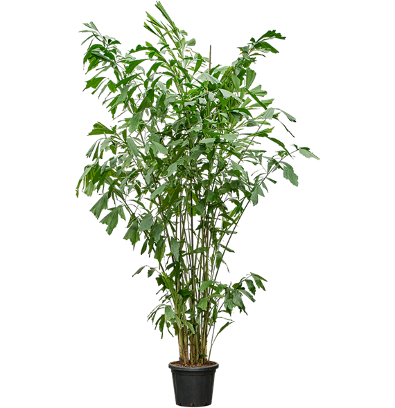 Caryota mitis 4CAMIBU68