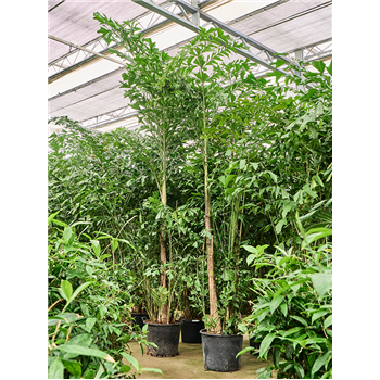 Caryota mitis 4CAMIBU81